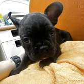 フレンチブルドッグ