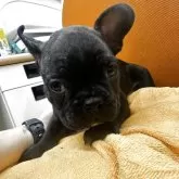 フレンチブルドッグ