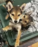 柴犬(標準サイズ)【千葉県・男の子・2024年11月20日・黒】の写真3