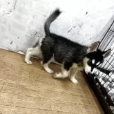 シベリアンハスキー【千葉県・女の子・2025年6月2日・ブラック&ホワイト】の写真4