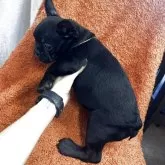 フレンチブルドッグ【千葉県・男の子・2025年9月12日・ブリンドル】の写真4