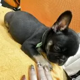 フレンチブルドッグ【千葉県・男の子・2025年9月12日・ブラックタン】の写真4