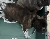 フレンチブルドッグ【千葉県・男の子・2024年6月25日・ブリンドル】の写真5