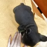 フレンチブルドッグ【千葉県・男の子・2025年9月12日・ブラックタン】の写真5