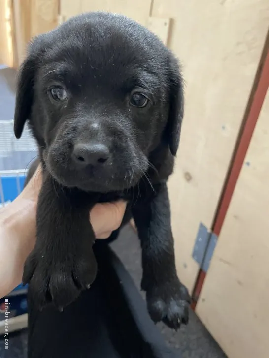 ID:2103-00975の子犬