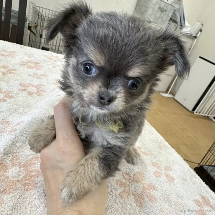 ID:2405-01391の子犬