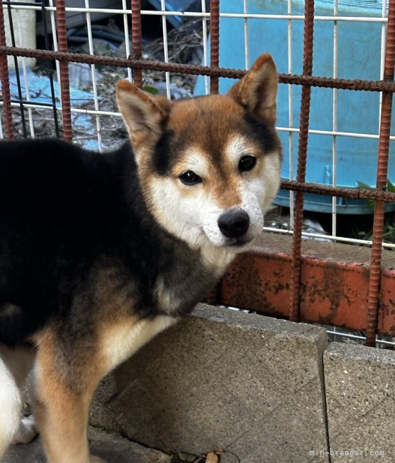 豆柴【・男の子・2020年8月25日・黒】