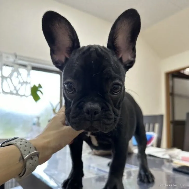 ID:2307-05196の子犬