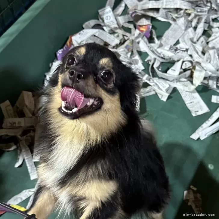ID:2212-04482の子犬