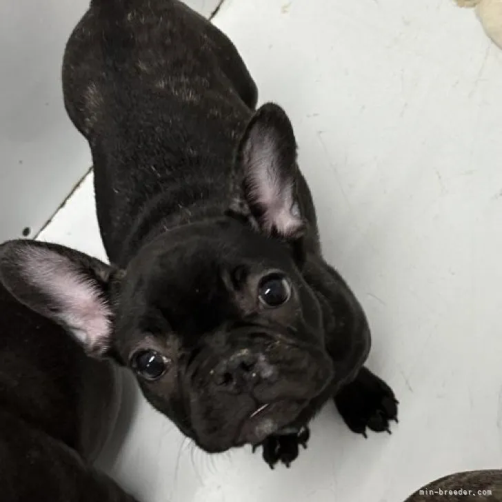 ID:2302-00173の子犬