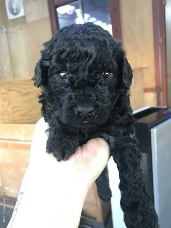 ID：1912-01765の子犬