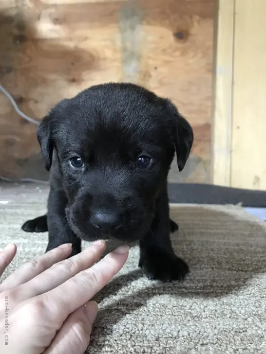 ID:1911-02592の子犬