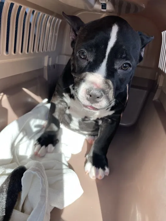 ID：2204-03600の子犬