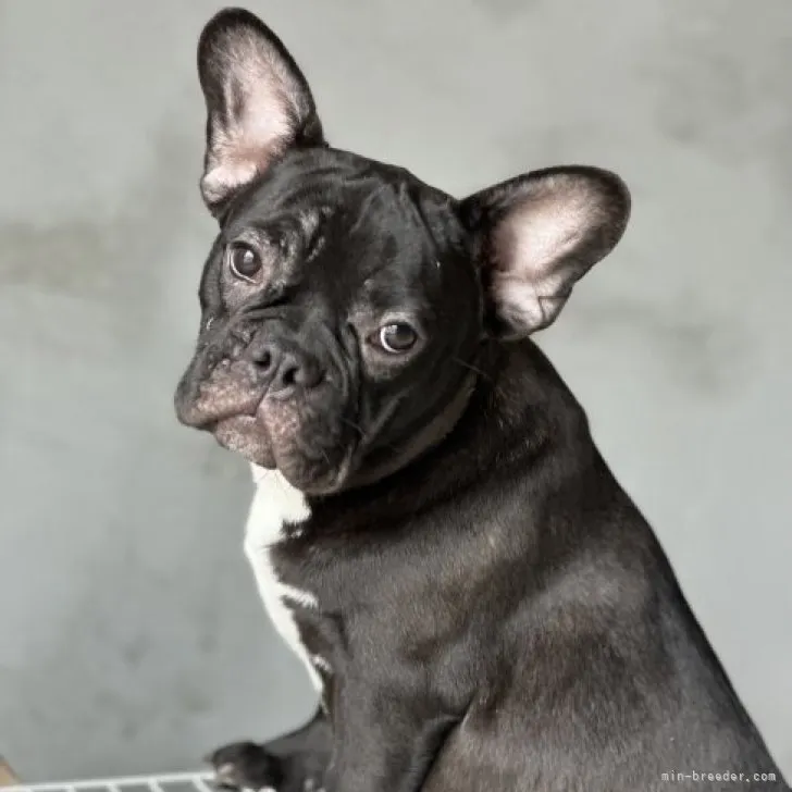 ID:2301-02979の子犬