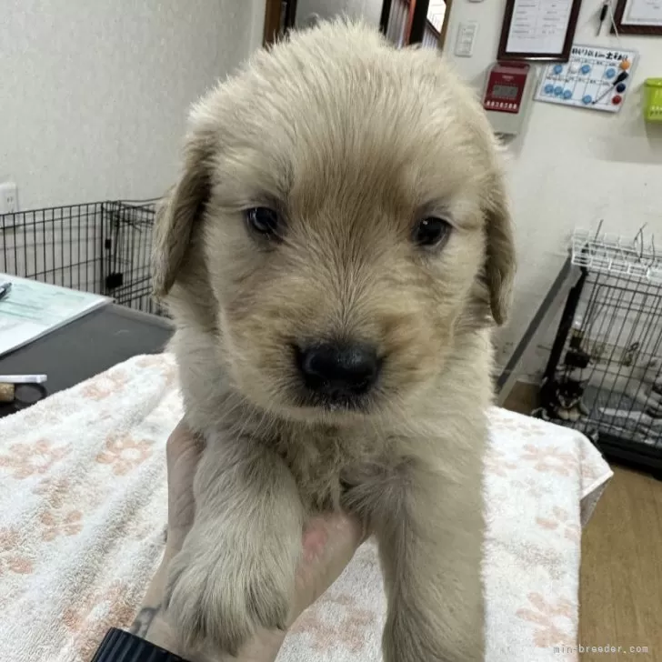 ID:2409-07648の子犬