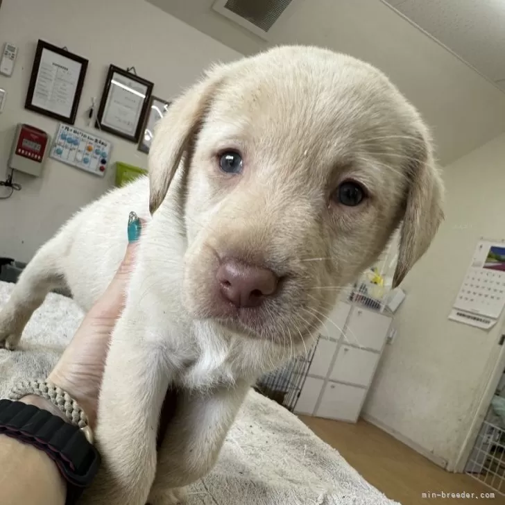 ID:2404-06718の子犬