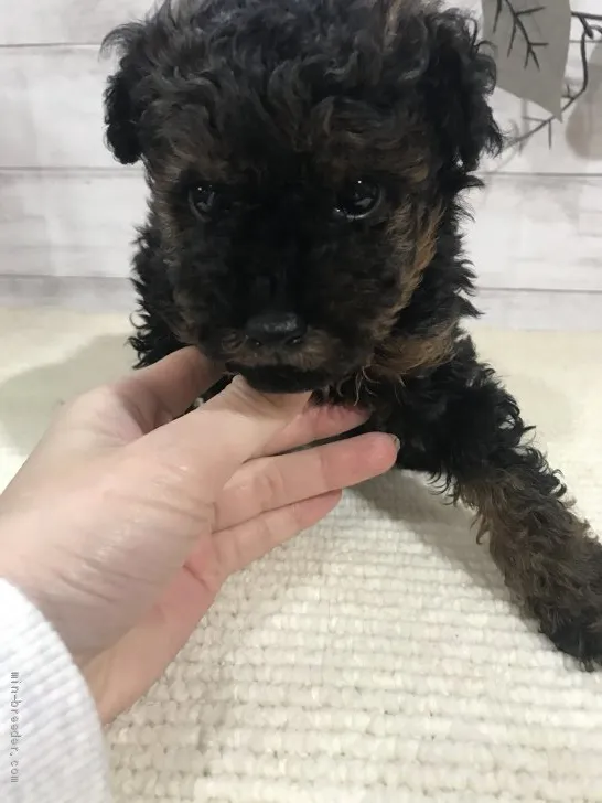 ID：1910-02092の子犬