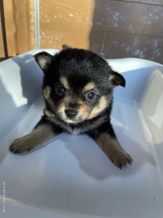 ID：2110-00434の子犬