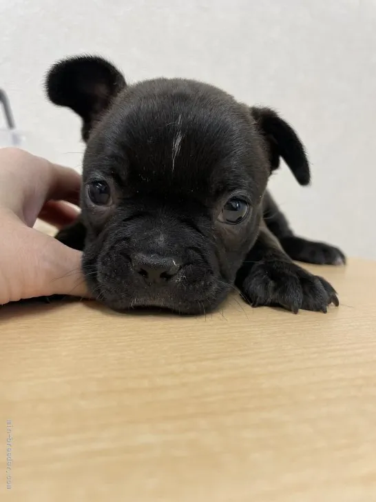 ID:2204-02450の子犬