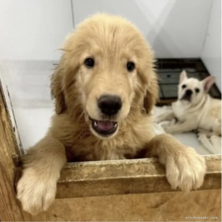 ID：2309-04450の子犬