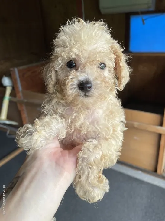 ID:2108-03186の子犬