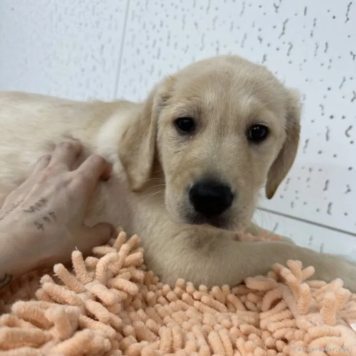 ID：2303-00186の子犬