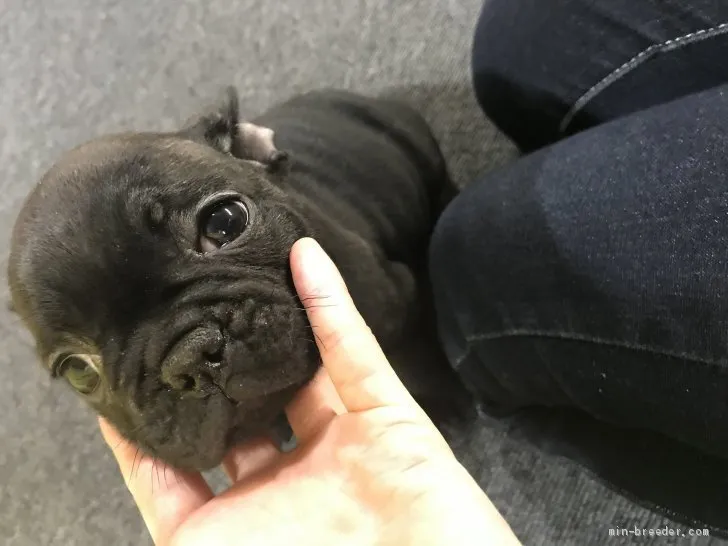 ID：1911-00417の子犬