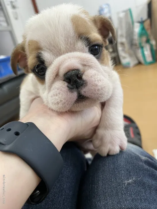 ID:2203-01051の子犬