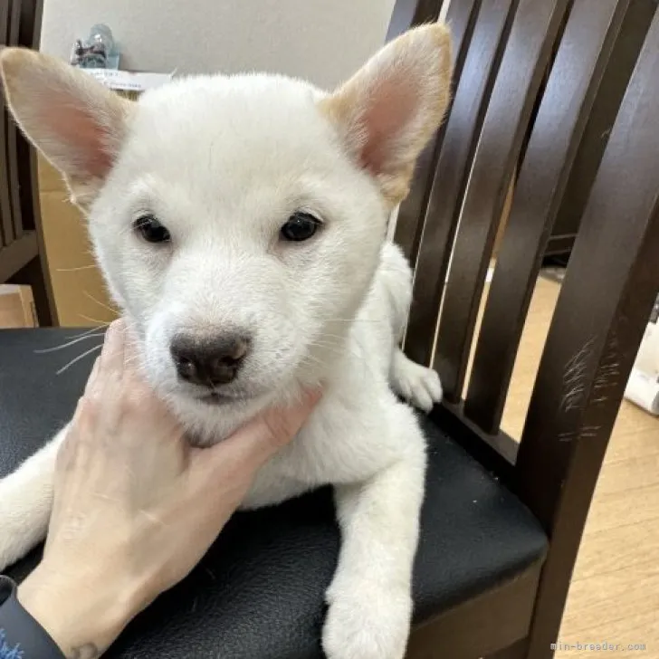 ID：2302-03592の子犬