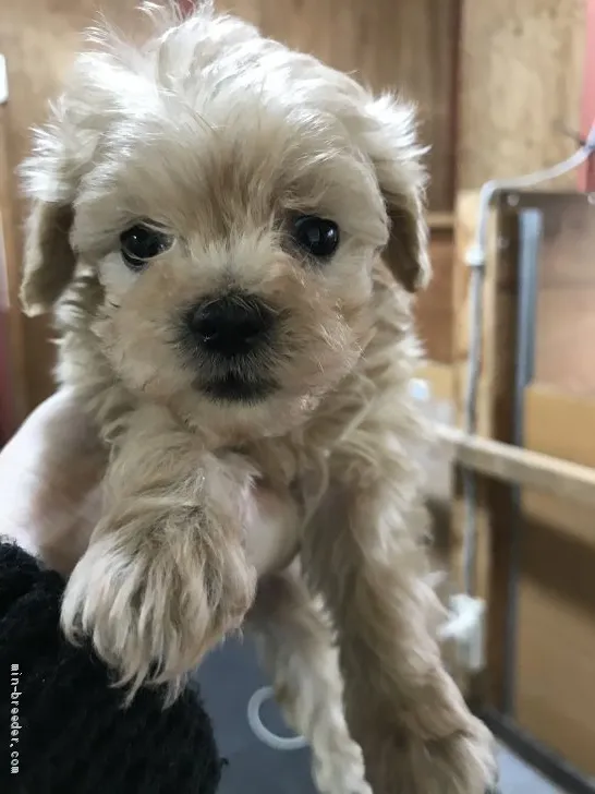 ID:2011-03008の子犬