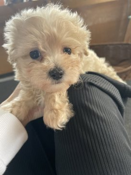 ミックス(マルチーズ×トイプードル)【千葉県・男の子・2021年3月18日・クリーム】の写真「人気のマルプー❤️❤️」