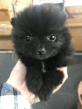 ポメラニアン【千葉県・男の子・2020年1月19日・ブラック】の写真「とてもかわいい❤️」