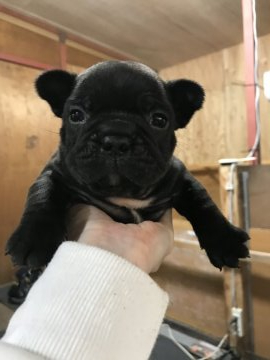 フレンチブルドッグ【千葉県・男の子・2020年1月4日・ブリンドル】の写真「定番の黒メイン🐶💕」