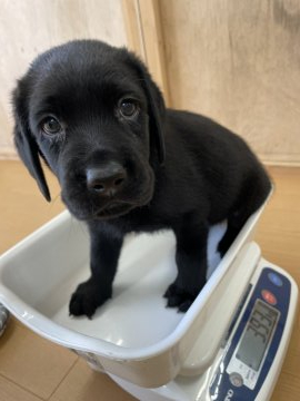 ラブラドールレトリバー【千葉県・男の子・2021年8月29日・ブラック】の写真「しっかりとした骨格🐶✨」