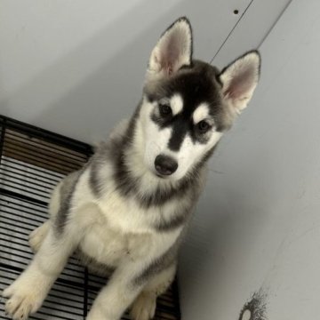 シベリアンハスキー【千葉県・女の子・2023年1月15日・ブラック&ホワイト】の写真「小柄な女の子❣❣」