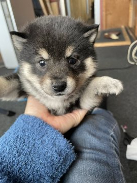 柴犬(豆柴)【千葉県・女の子・2021年10月16日・黒】の写真「キュートな黒豆柴😍」