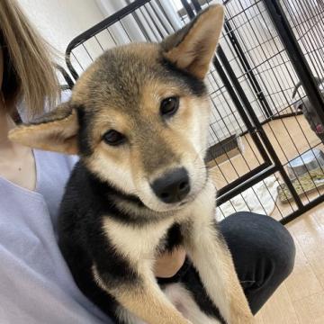 柴犬(標準サイズ)【千葉県・女の子・2022年6月1日・黒】の写真「ワクチン接種３回完了してます☺️☺️」