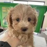ミックス(トイプードル×マルチーズ)【千葉県・男の子・2022年5月30日・アプリコット】の写真1
