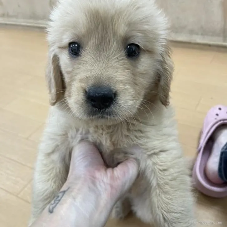ID：2207-04581の子犬