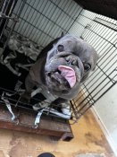 フレンチブルドッグ【・男の子・2018年5月18日・ブリンドル】