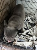 フレンチブルドッグ【・男の子・2018年5月18日・ブリンドル】