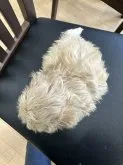 ミックス(トイプードル×マルチーズ)【千葉県・男の子・2022年12月12日・アプリコット】の写真5