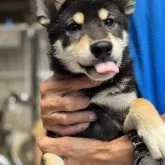 柴犬(標準サイズ)【三重県・女の子・2025年5月15日・黒】の写真10