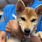 柴犬(標準サイズ)【三重県・女の子・2025年5月1日・赤毛】の写真11