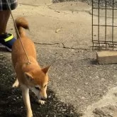 柴犬(標準サイズ)【三重県・女の子・2025年5月1日・赤毛】の写真11