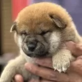 柴犬(標準サイズ)【三重県・男の子・2025年5月1日・赤毛】の写真11