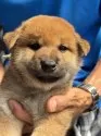 柴犬(標準サイズ)【三重県・男の子・2025年7月24日・赤】の写真11