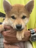 柴犬(標準サイズ)【三重県・女の子・2025年5月1日・赤毛】の写真12