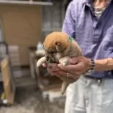 柴犬(標準サイズ)【三重県・男の子・2025年5月1日・赤毛】の写真12