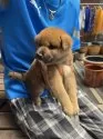 柴犬(標準サイズ)【三重県・男の子・2025年7月24日・赤】の写真12
